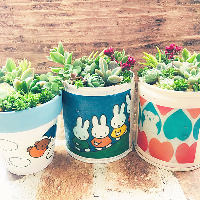 ミッフィー 多肉植物のおしゃれなアレンジ・飾り方のインテリア ミッフィー 多肉植物のおしゃれなアレンジ・飾り方のインテリア