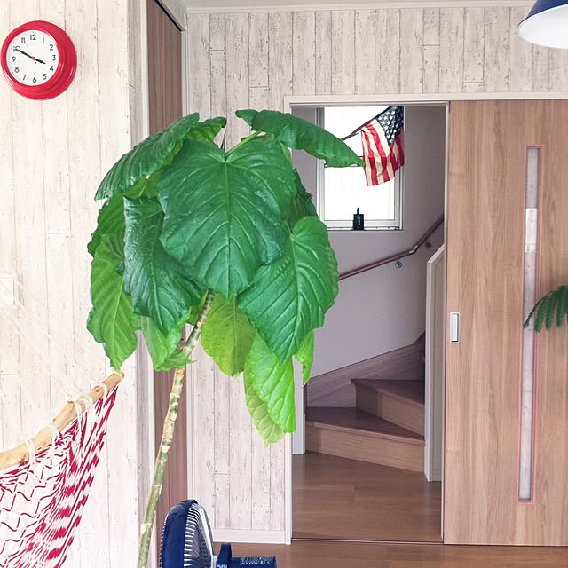 pさんの実例写真