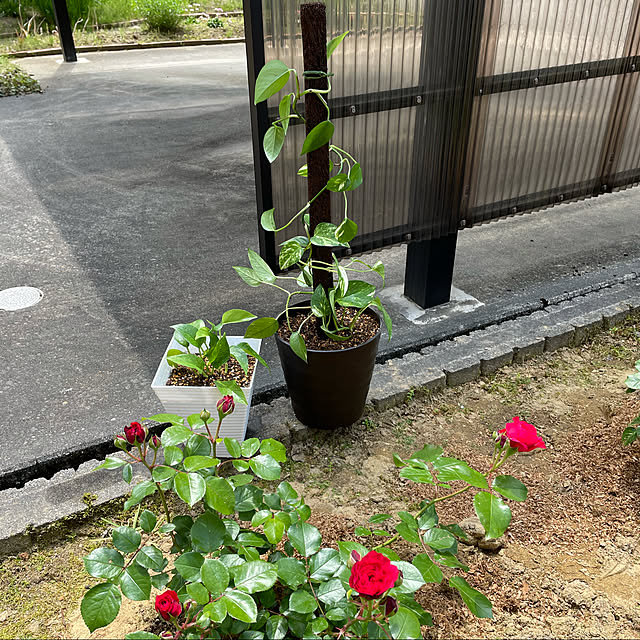 kakoさんの実例写真