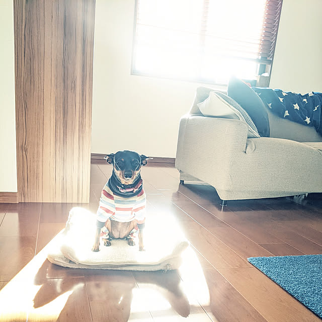 shizuponさんの実例写真