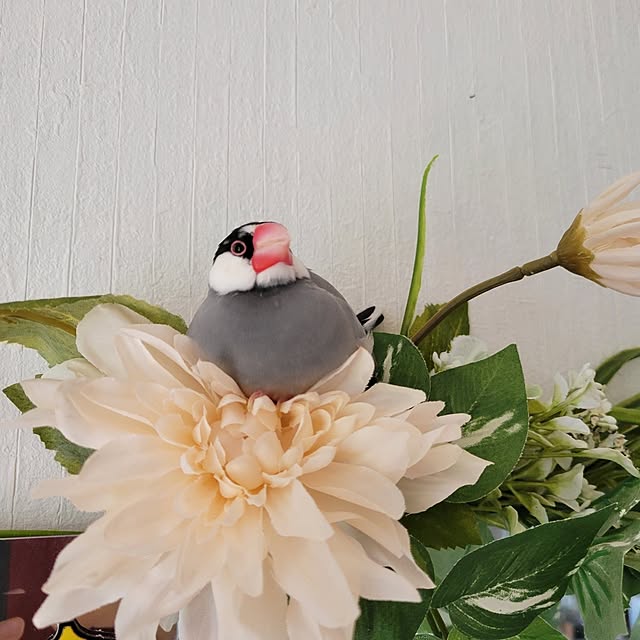 Mariさんの実例写真