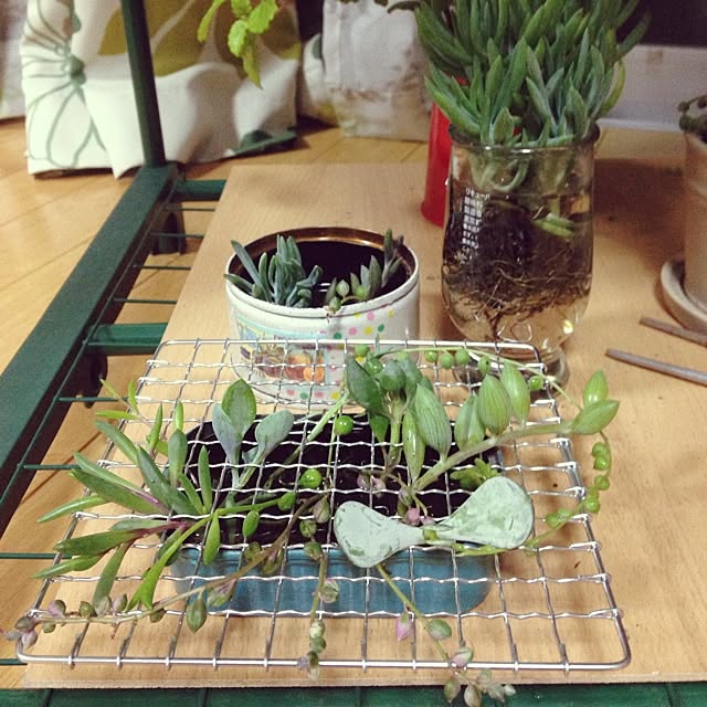 frogさんの実例写真