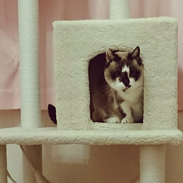 rutttttaさんの実例写真