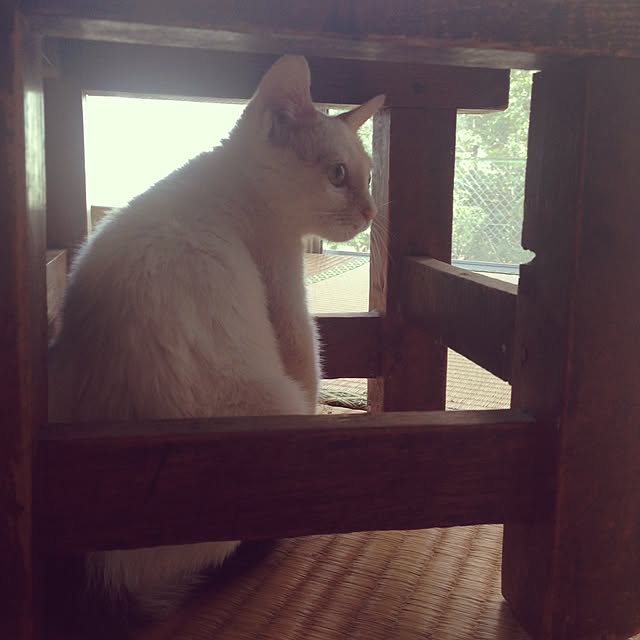 maskcatさんの実例写真