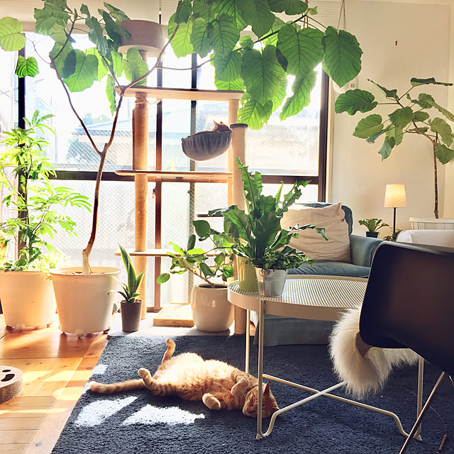 catsmamさんの実例写真