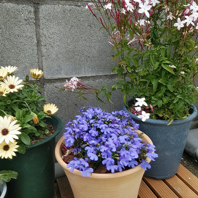 Yurikoさんの実例写真