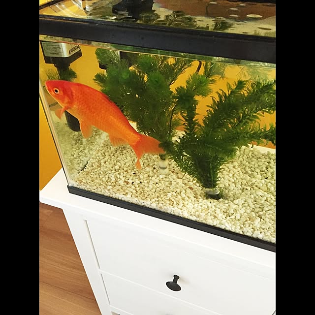 rikeibunkeiyomeさんの実例写真
