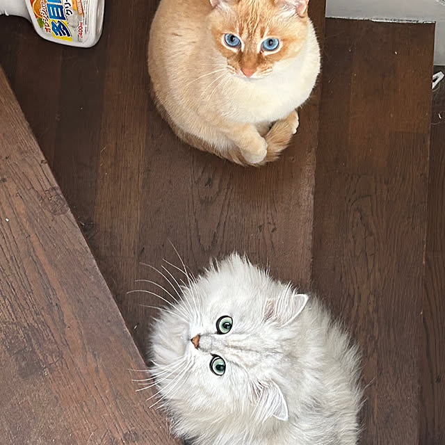 ikunyanさんの実例写真