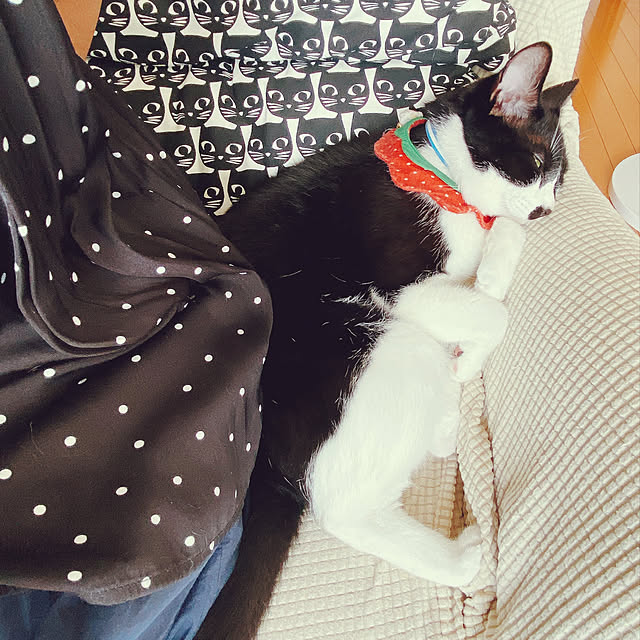 moolさんの実例写真