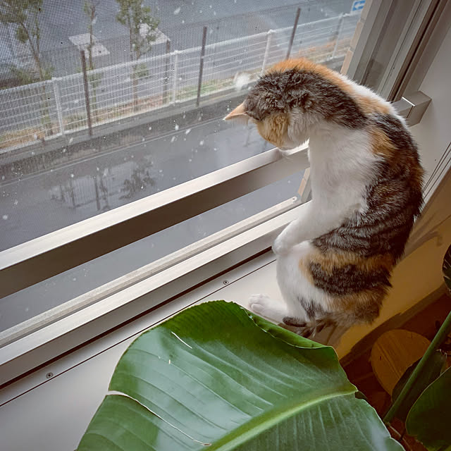 ochoriさんの実例写真