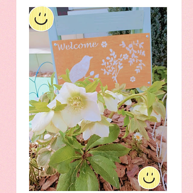 Miyumamaさんの実例写真