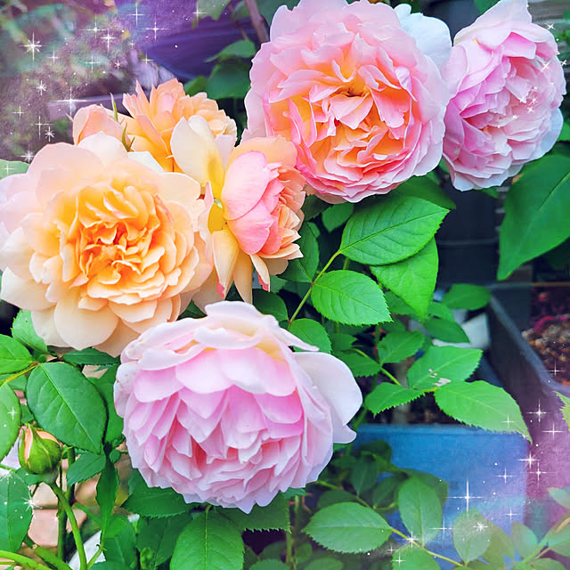 mimi828さんの実例写真