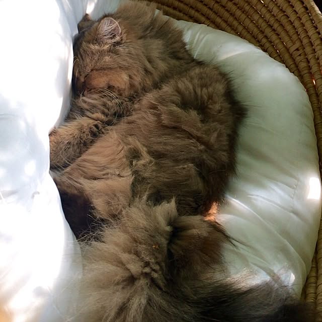 butachanさんの実例写真