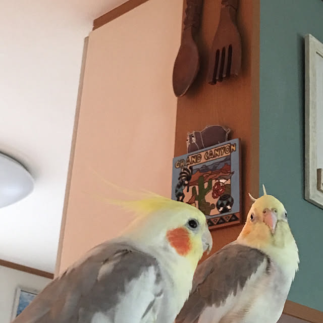 puriyuzuさんの実例写真