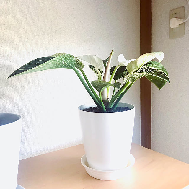hanachanさんの実例写真