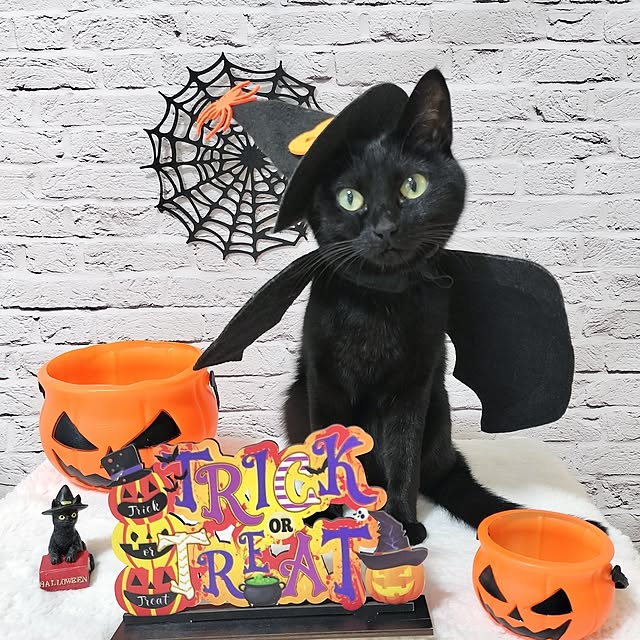 sakuraさんの実例写真