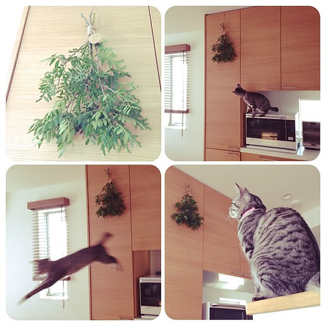 kokedamaさんの実例写真