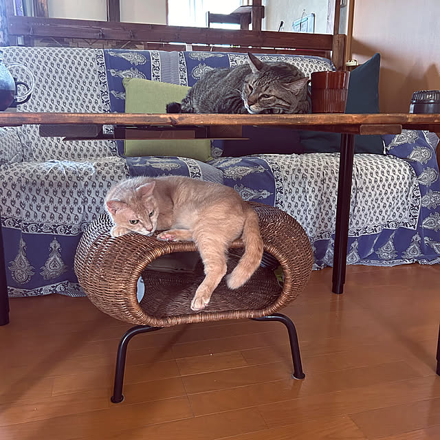 mikan161さんの実例写真