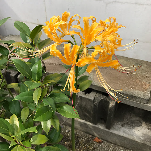 upaさんの実例写真