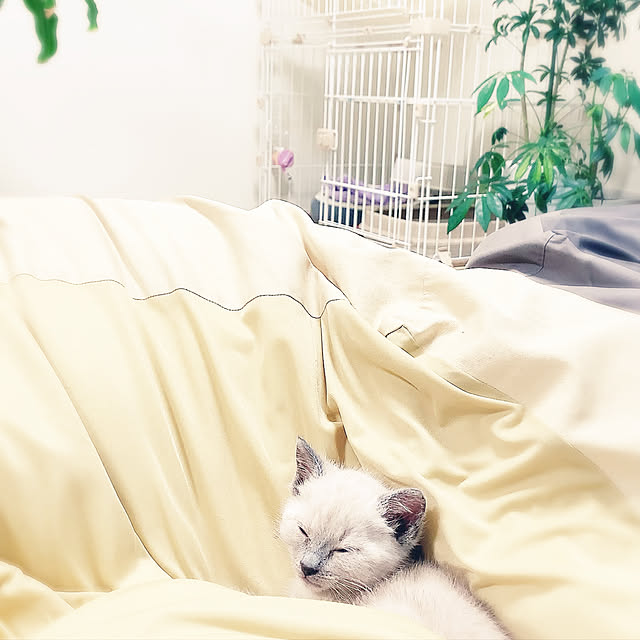 aichinさんの実例写真