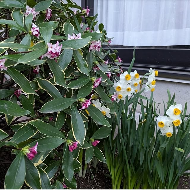 ku-garnet18さんの実例写真