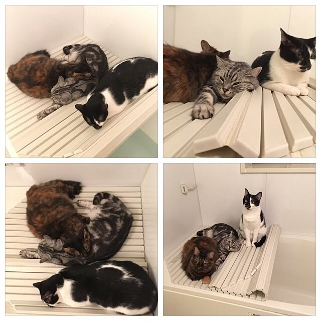 mikomaruさんの実例写真