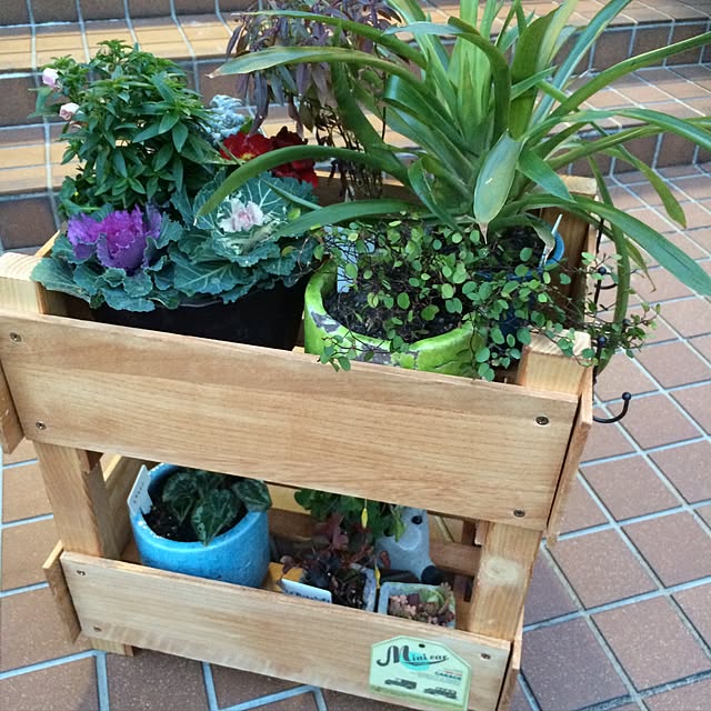 棚/DIY/100均/ガーデニング/観葉植物のインテリア実例 - 2016-09-11 23:32:23