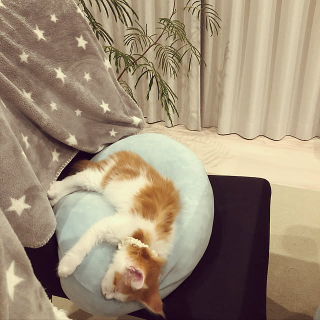 ukoさんの実例写真