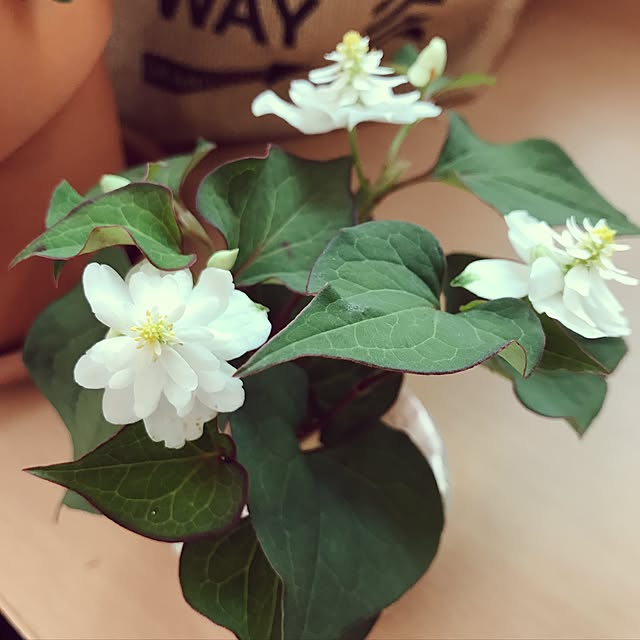 kujiraさんの実例写真