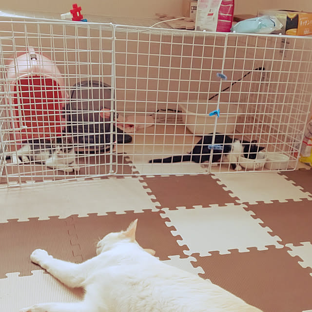 kotaさんの実例写真