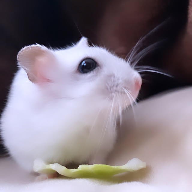 cocochiさんの部屋