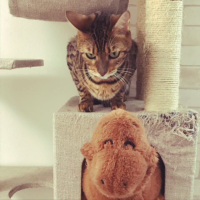 kikita_99さんの実例写真