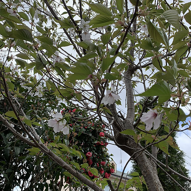 miicyanさんの実例写真