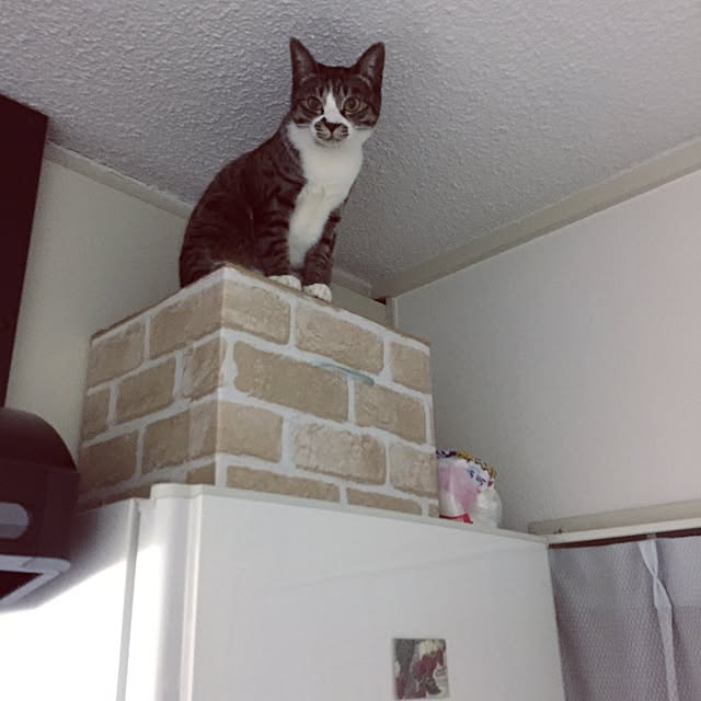 shinoさんの実例写真