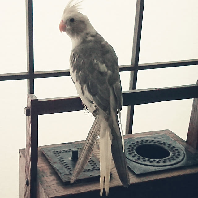 MIUOOさんの実例写真