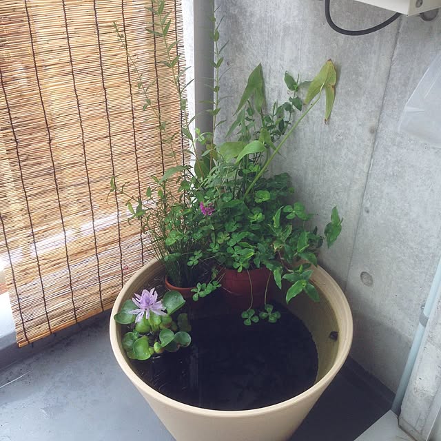 sasukeさんの実例写真