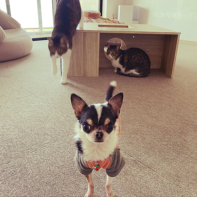 momohanahimeさんの実例写真