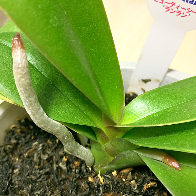 eshinobumさんの実例写真