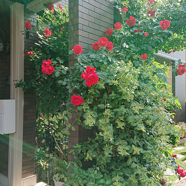 実例写真