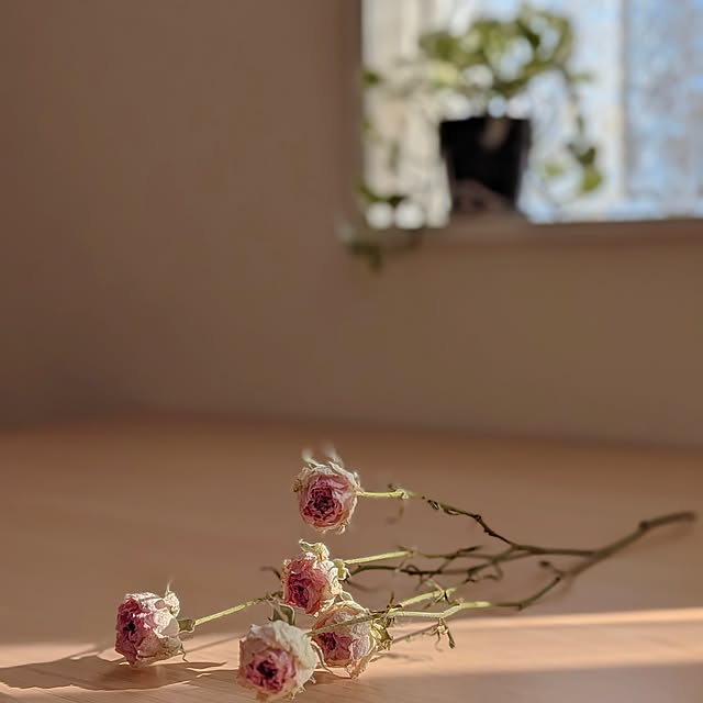 r0siereさんの実例写真