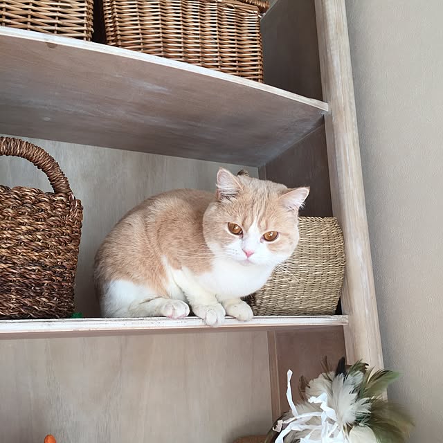 rekomamaさんの実例写真