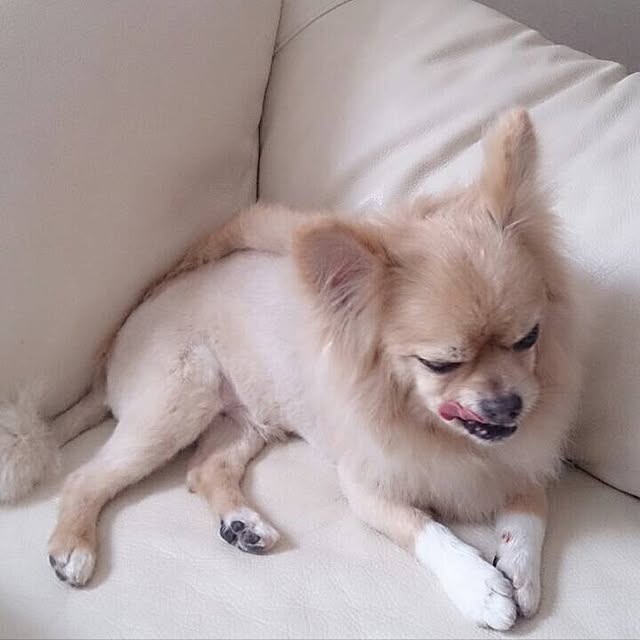 chocomamaさんの実例写真