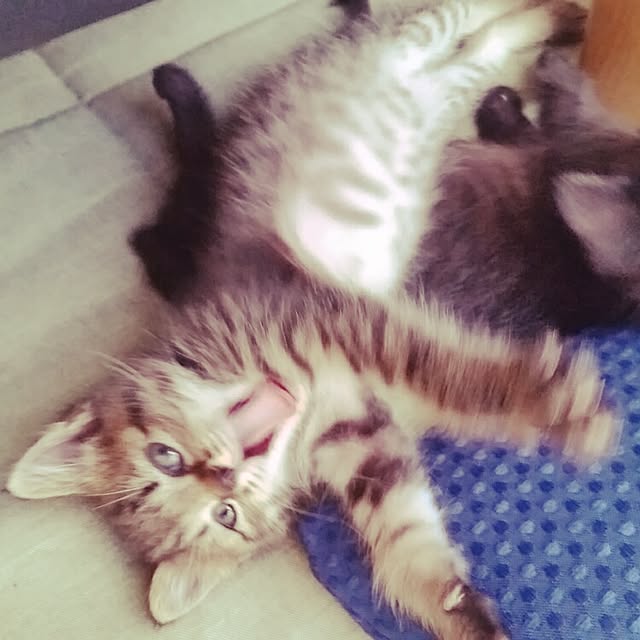 実例写真