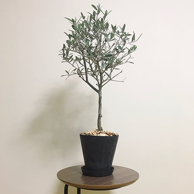 ナチュラル/観葉植物/ニトリ/多肉植物/リビングのインテリア実例 - 2020-03-26 00:04:53
