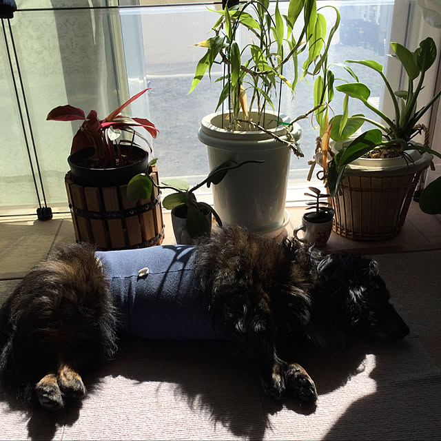 kakkoさんの実例写真