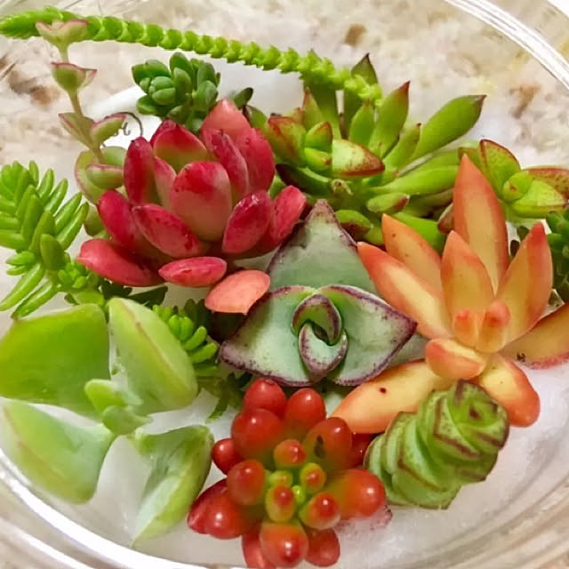 hn_gardenさんの実例写真
