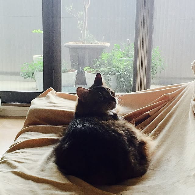 matamさんの実例写真
