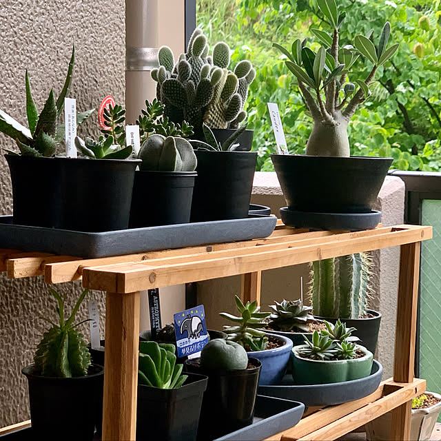 マンション/観葉植物/おうち時間/癒しセット/玄関/入り口のインテリア実例 - 2021-05-20 08:06:51