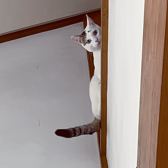 fuku-mimiさんの実例写真