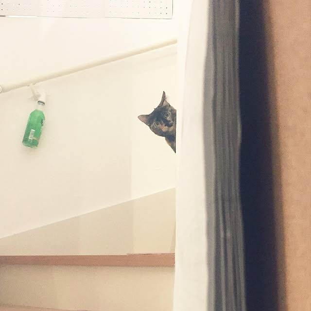 Tanukoさんの実例写真